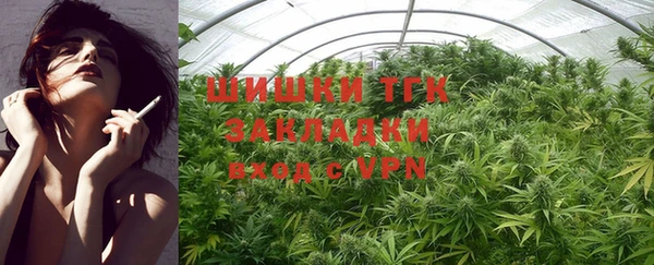 прущие грибы Инта